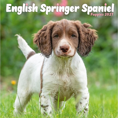 English springer spaniel - english,