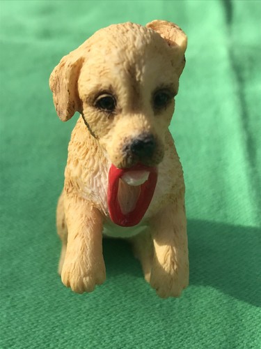 Labrador retriever pup - pup,