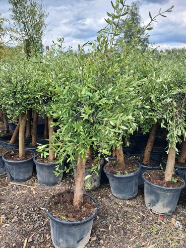 Olive tree standard lollipop - olive,