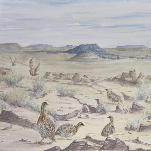 Grey francolin birds south - grey,