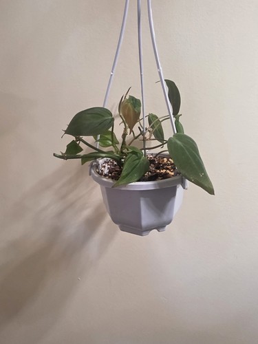 Philodendron micans 10cm - philodendron, in
