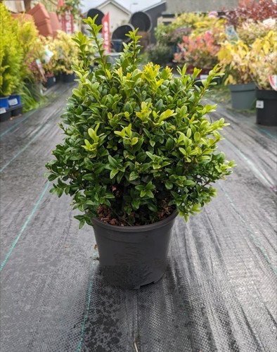Buxus sempervirens box - sempervirens, /