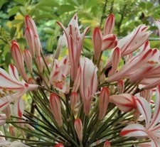 Candy Agapanthus 2 Years Old