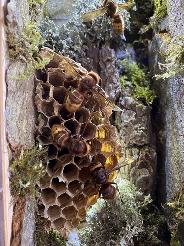 Vespa crabro with nest - a1,