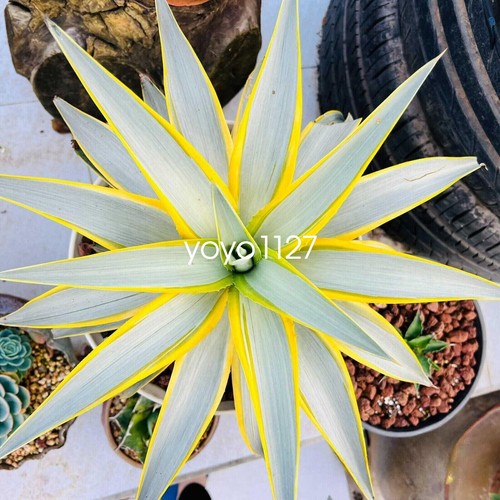 Agave desmetiana galaxy - desmetiana, 'galaxy