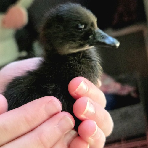 Fertile cayuga duck eggs - eggs,
