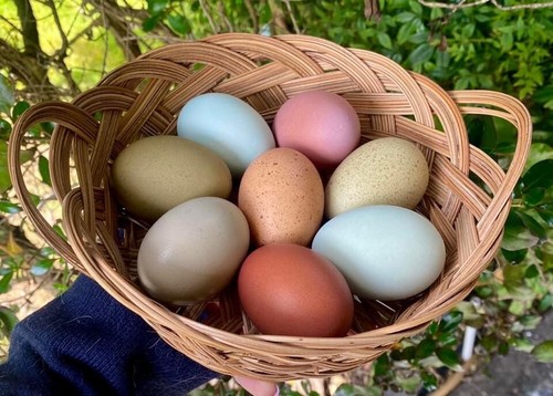 Rainbow chicken hatching - 12,