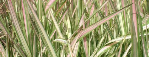 Plants phalaris arundinacea - phalaris,