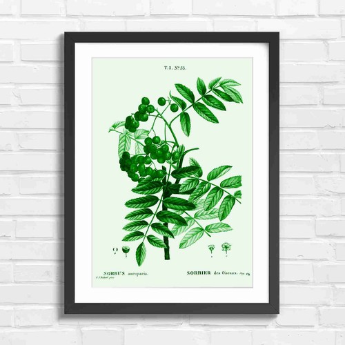 Vintage sorbus aucuparia - vintage,