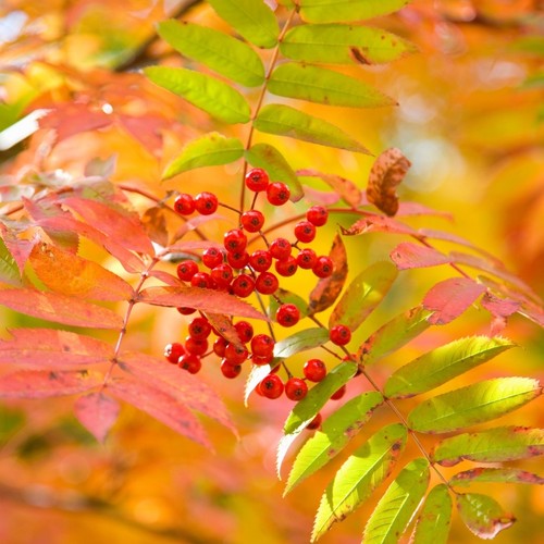 Rowan trees sorbus aucuparia - trees,