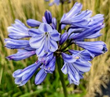 New Agapanthus Suzan plant
