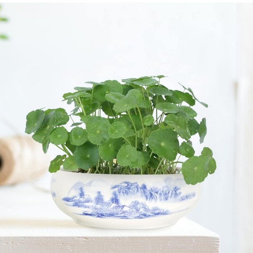 Plant pot dish indoor - pot,