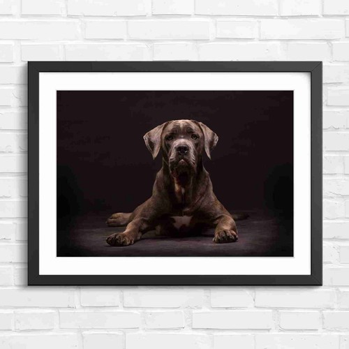 Cane corso puppy portrait - corso,
