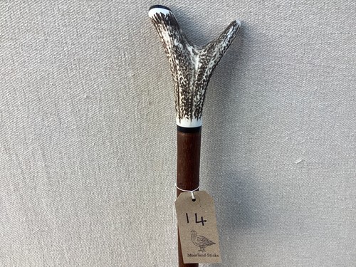 Red deer antler walking hazel - deer,