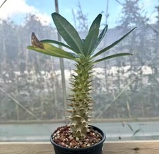  Pachypodium ambongense Random Own Root  1pcs