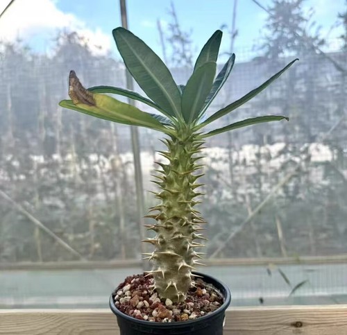 Pachypodium ambongense random - ,