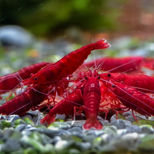 Fire red cherry - 20+2,