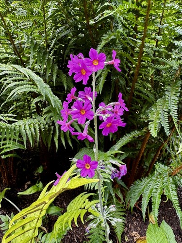 Primula beesiana candelabra - primula,