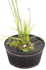 Complete Patio Pond Set - Dwarf Lily - 3 Marginal Plants - Pots and Compost -...