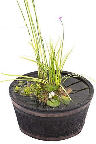 Complete patio pond set - patio,