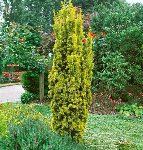 Taxus baccata fastigiata - baccata, 'fastigiata