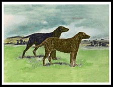 CURLY COATED RETRIEVER TWO