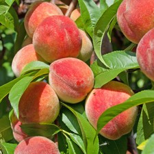 Peach Diamond, Tree Bare Root
