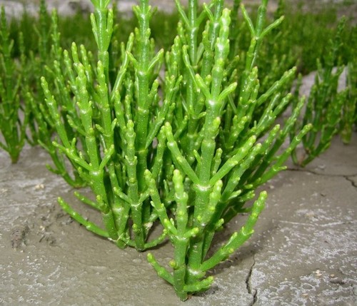 Samphire plant edible herb