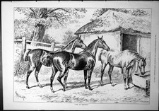 Old Print Out Harness Sturgiss Horses Stallions Water Trough Stable 1877 19th