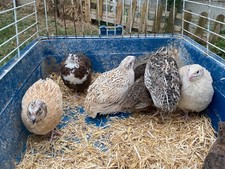 ?6 ❎ Coturnix Quail Eggs ? 2 EXTRA ❇️FreeShipping ✅