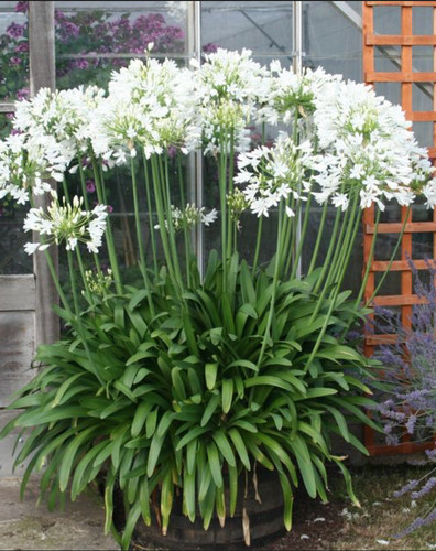 Agapanthus white africanus - x,