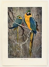 BLUE MACAW -  1916 Antique
