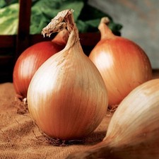 GIANT ONION Ailsa Craig Prizewinner, Grow Huge Scottish Onions, 700 Seeds, Tasty