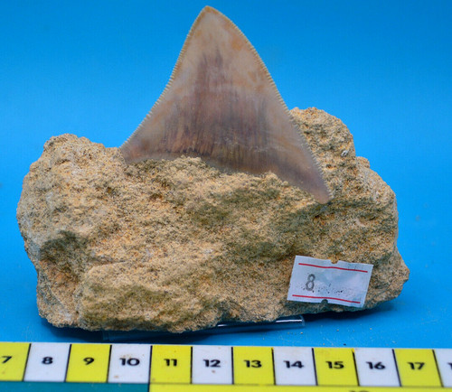 Stunning megalodon shark - 3",