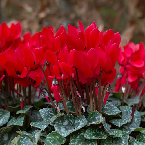 Cyclamen persicum metis - cyclamen,