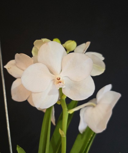 Vanda snow white - vanda,