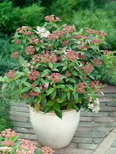 [x1] Viburnum | Tinus Eve |