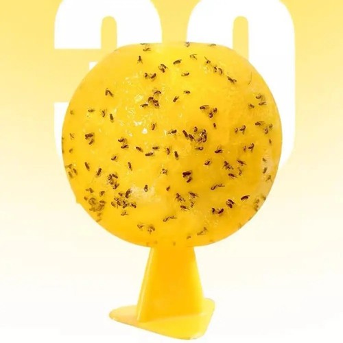 Fruit fly balls - fly,