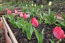 Mixed Tulips - Pot Of 5 Real
