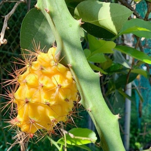 Ecuador palora dragon fruit - palora,