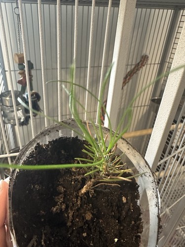 Japanese black pine baby - japanese, tree