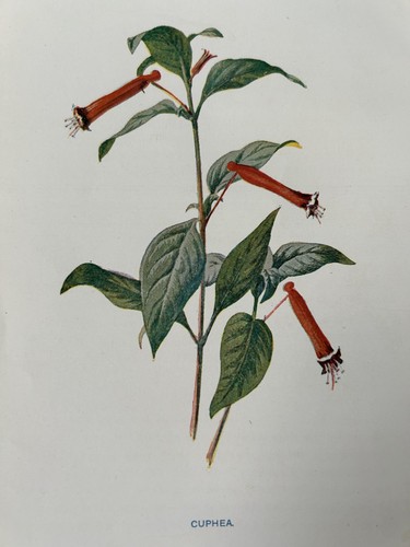 Antique print cuphea - cuphea, flower