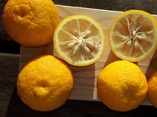 Citrus junos yuzu rare - citrus,