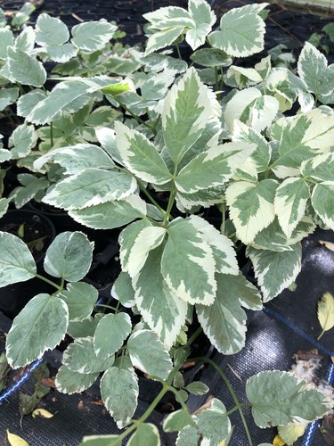 Aegopodium podagraria