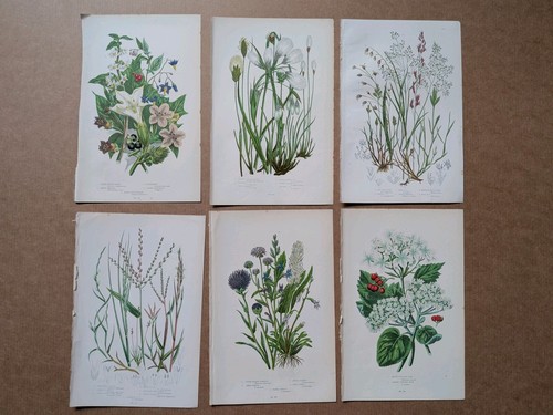 Coloured 19th century - coloured,