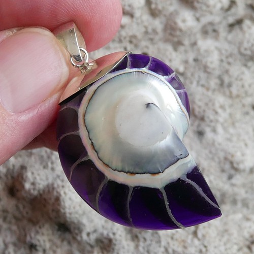 Medium size purple nautilus - purple,