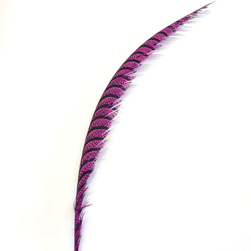 Lady amherst pheasant centre - amherst,