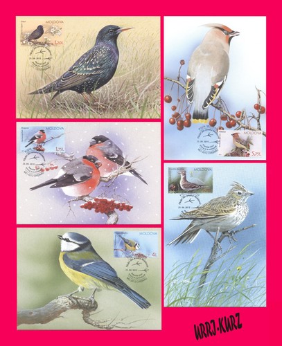 Moldova 2015 fauna - fauna, birds