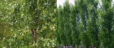 Betula Fastigiata Tree 6ft