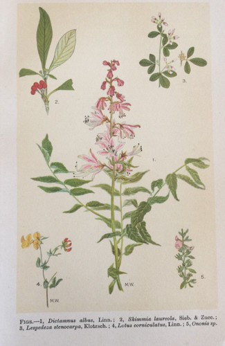 Antique botanical print - antique,
